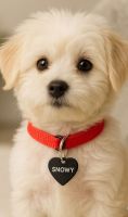 Kleine Hundemarke in Herzform bedrucken | Omnishirt